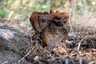 Osztott pöfeteg (Pisolithus arhizus), Budai-hegység